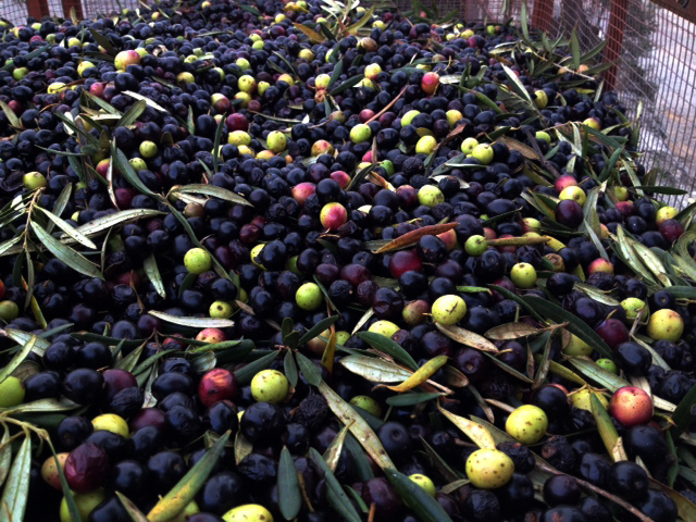 Olivas1